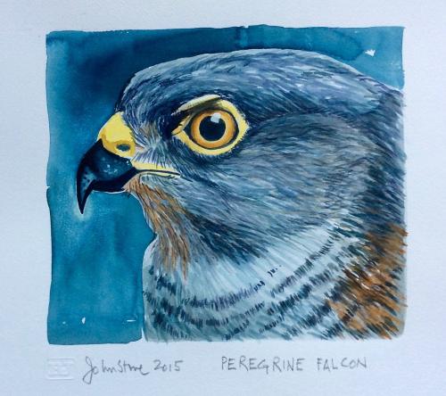 Peregrine Falcon